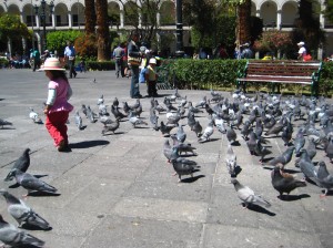 Kid chasing pigeons