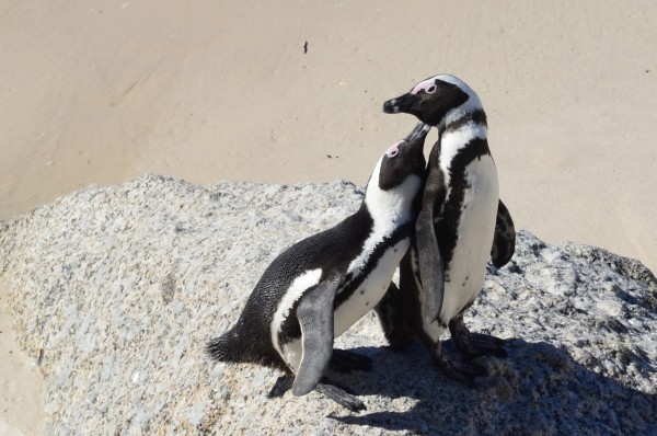 Cuddly penguins