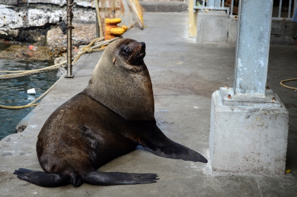 Cape Fur Seal in Kalk Bay