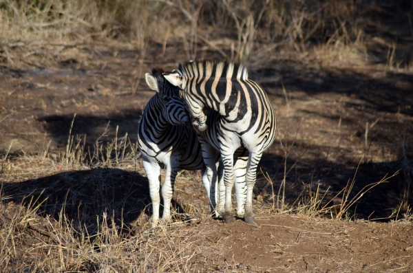 Cuddling Zebras