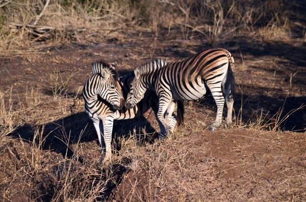 Zebra kisses
