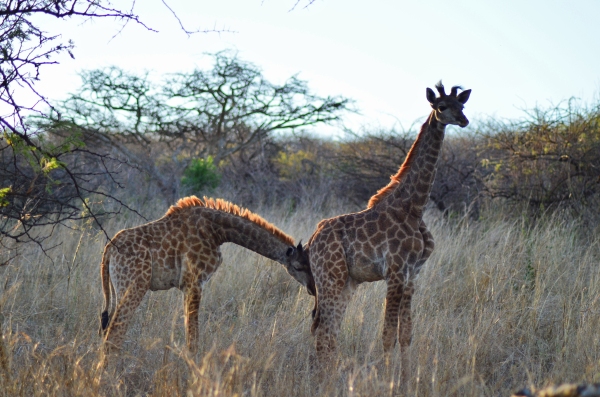 Snuggly giraffes