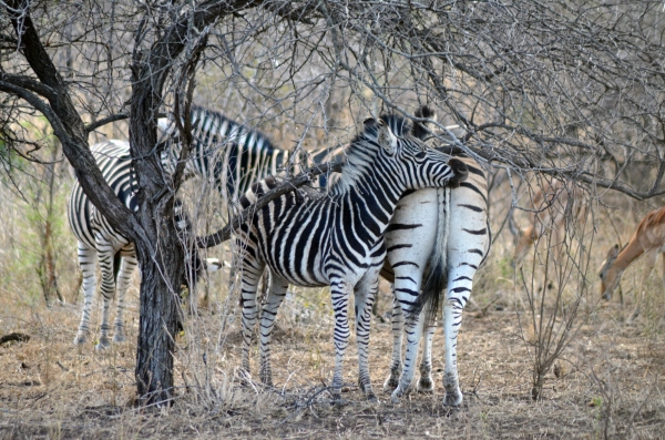 Zebra mom and baby snuggles