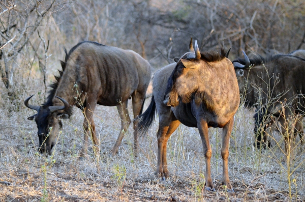 Wildebeest at Zulu Nyala, South Africa
