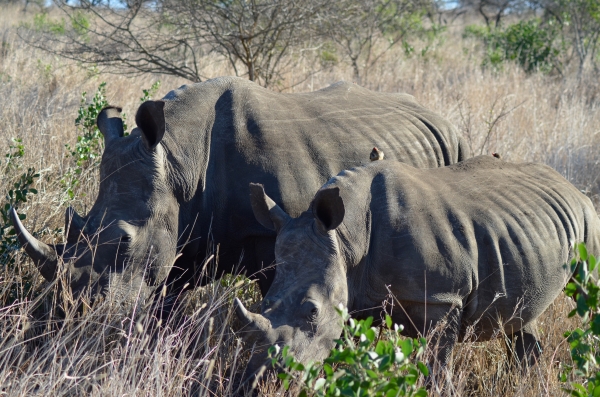 Baby and mama rhino in Zulu Nyala