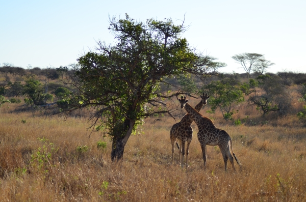 Giraffe pair at Zulu Nyala, South Africa