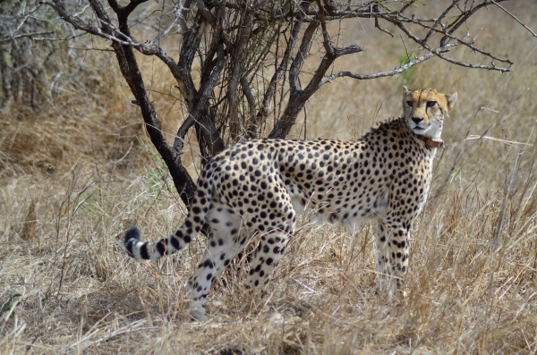 Female cheetah in Zulu Nyala