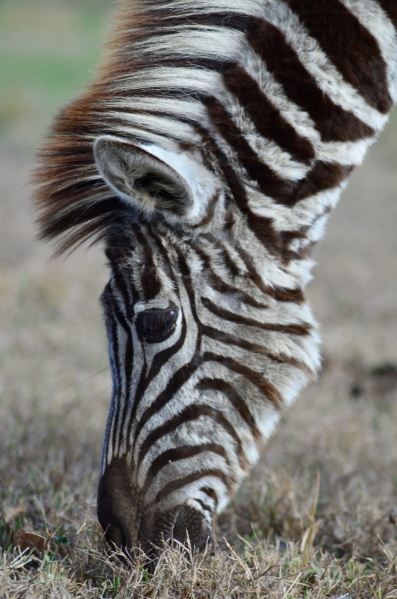 Zebra up close at Zulu Nyala Heritage 