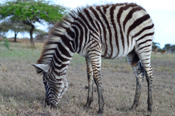 Baby zebra, Zulu Nyala, South Africa