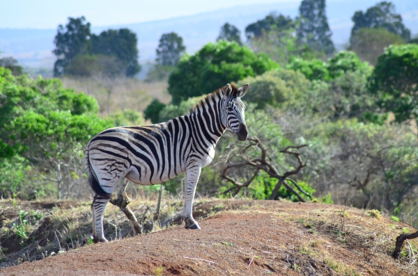 Zebra at Zulu Nyala