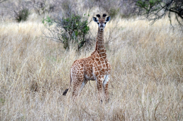 Baby giraffe in Zulu Nyala
