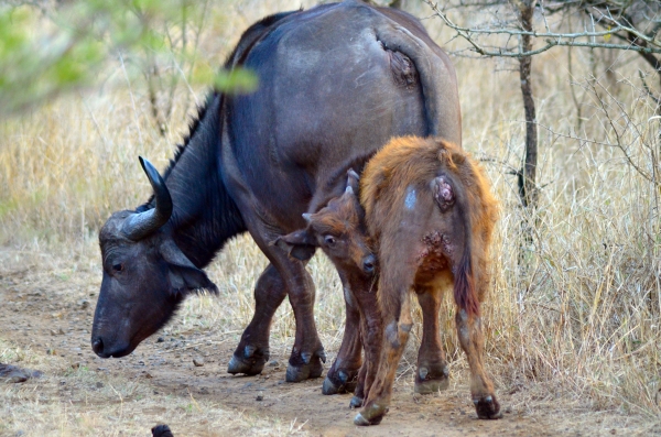 Baby African buffalo in Zulu Nyala