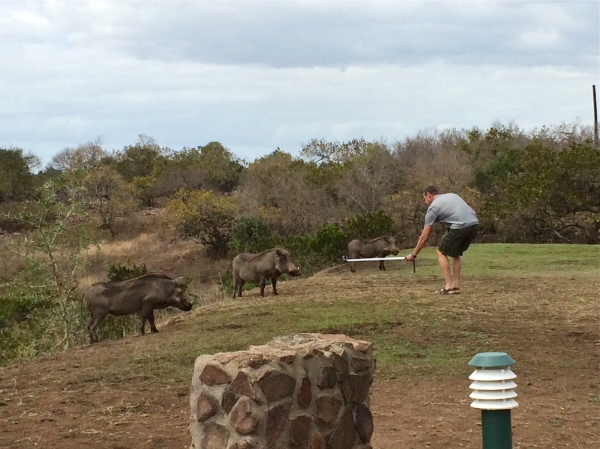 Dad with warthogs at Zulu Nyala