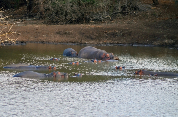 Hippos in Zulu Nyala