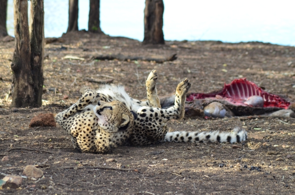 Cheetah post-kill in Zulu Nyala