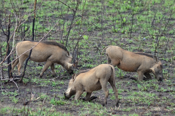 Warthogs in South Africa