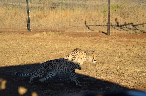 Male cheetah lounging in our safari shado
