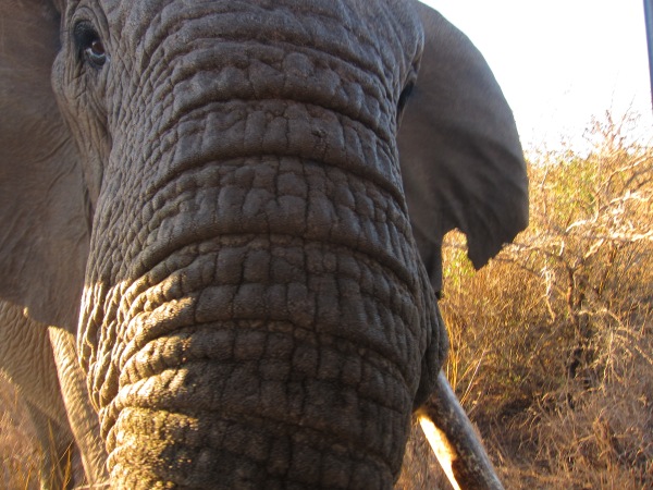 Elephant getting super close at Zulu Nyala